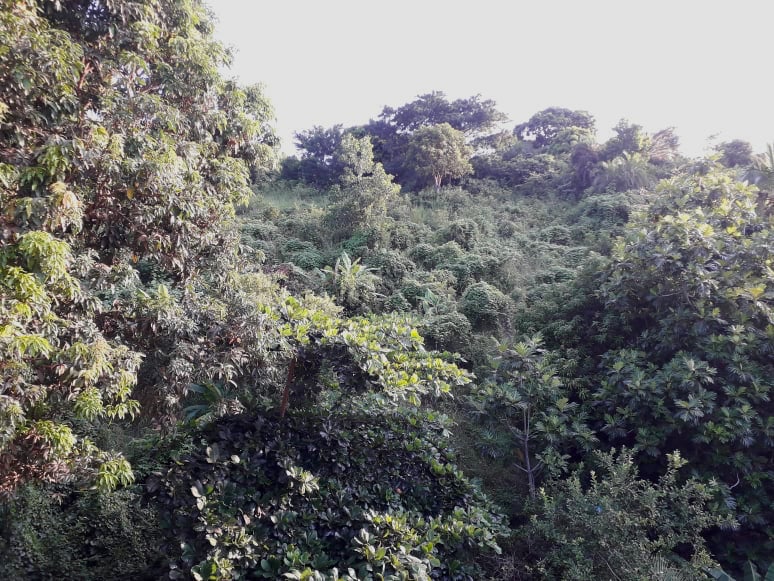 Annexe Paysage-Mayotte.jpg