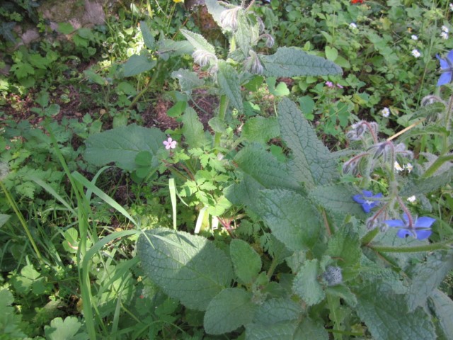 Annexe petit coin sauvage du jardin.JPG