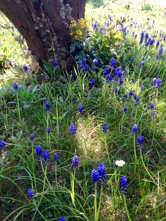 Annexe Au pied du prunier.jpg