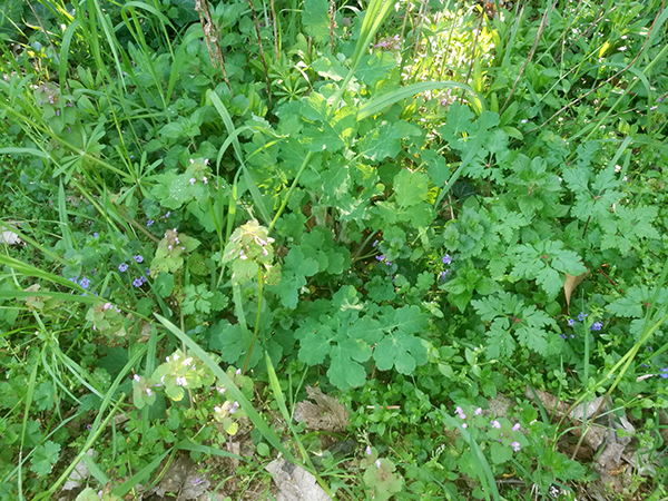 Annexe Diversite.jpg