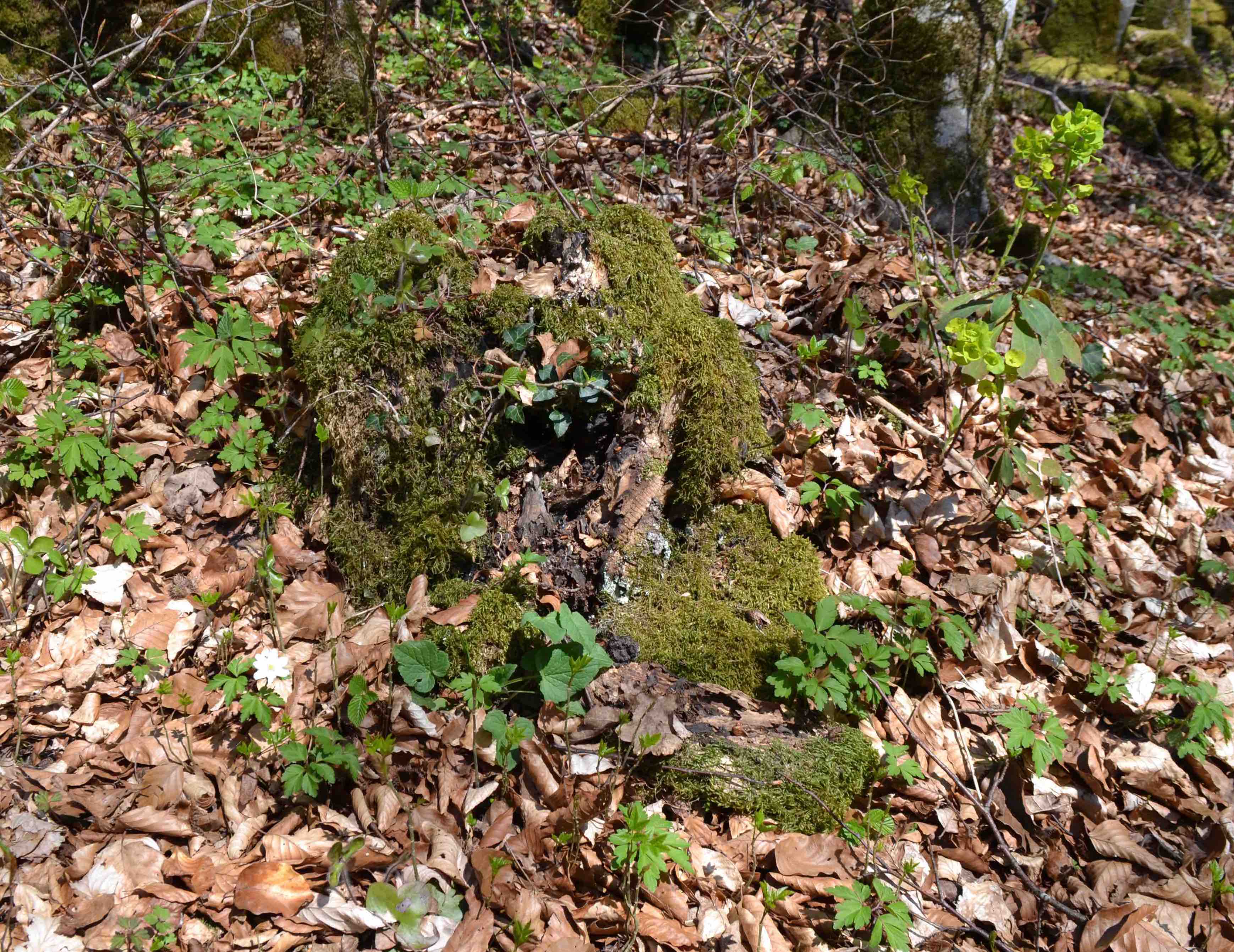 Annexe DSC_0003 - copie 2.jpg