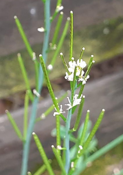 Annexe Cardamine.PNG