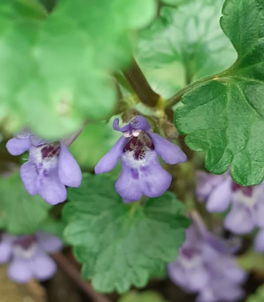 Annexe Glechome lierre terrestre.PNG