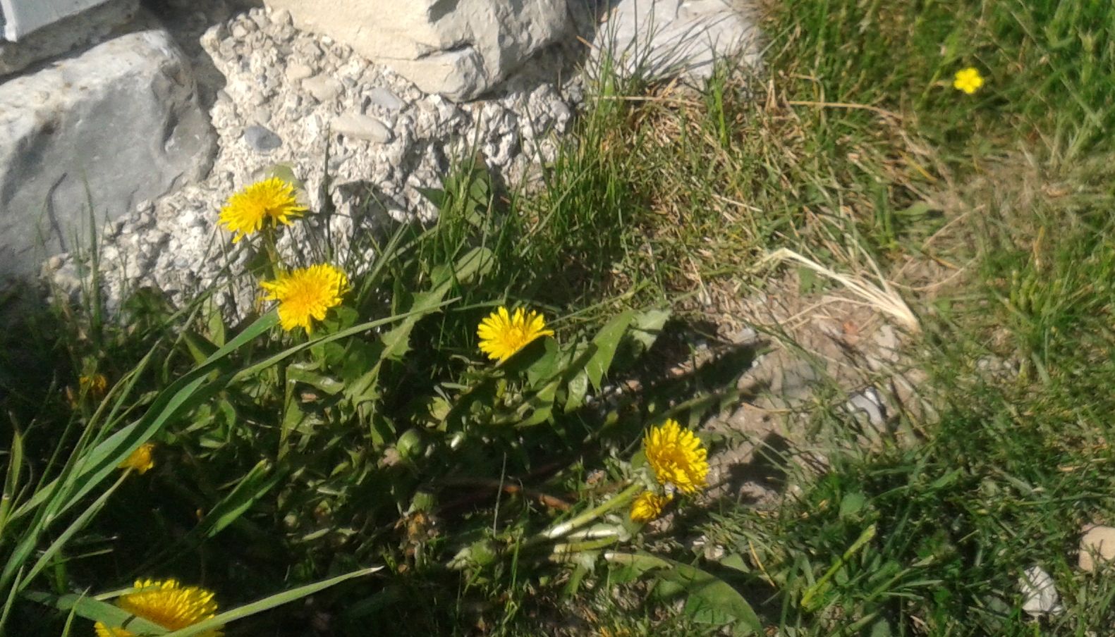 Annexe 20200410_160332.jpg