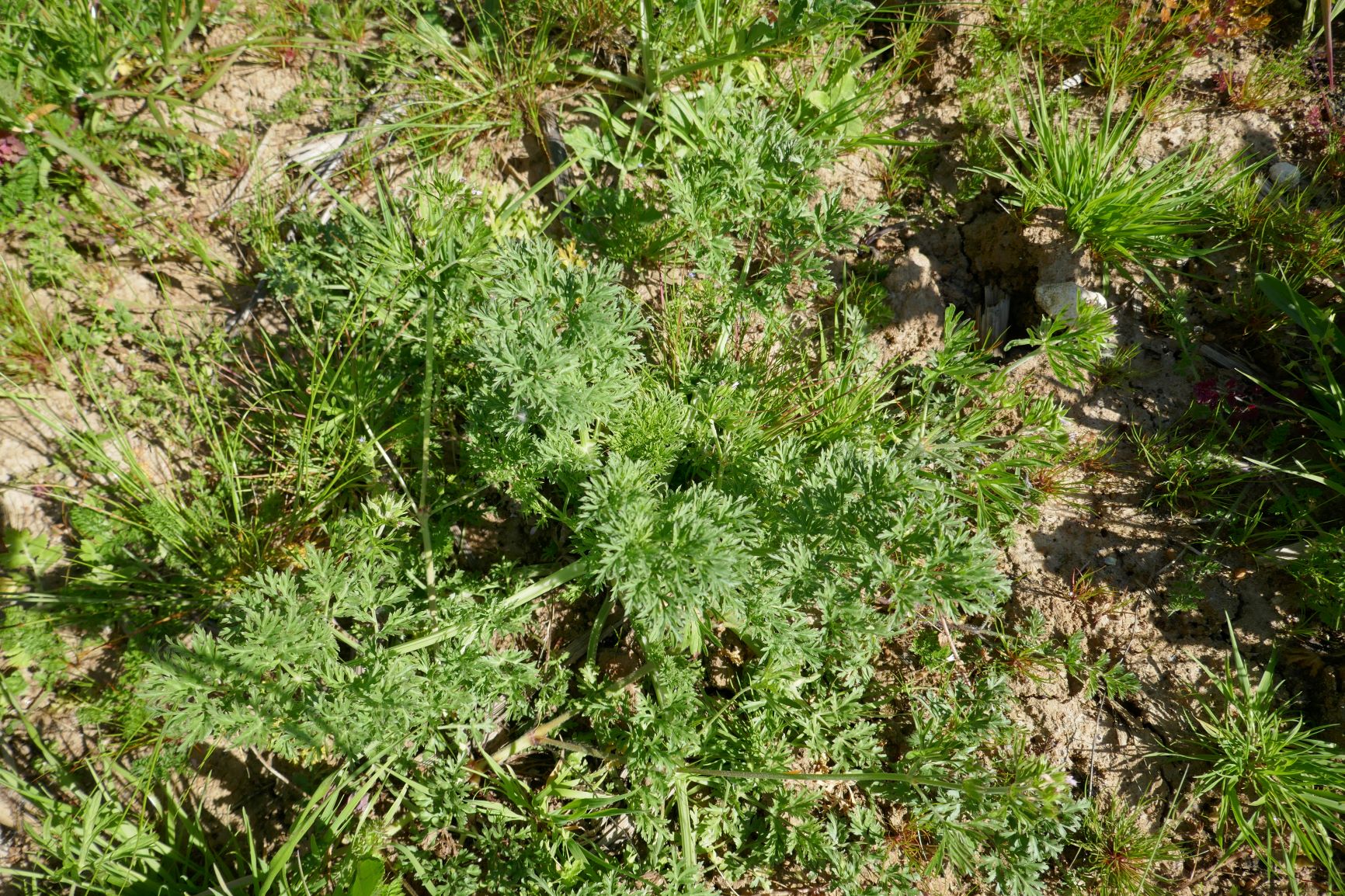 Annexe Nouvelle aquitaine Gémozac3.JPG