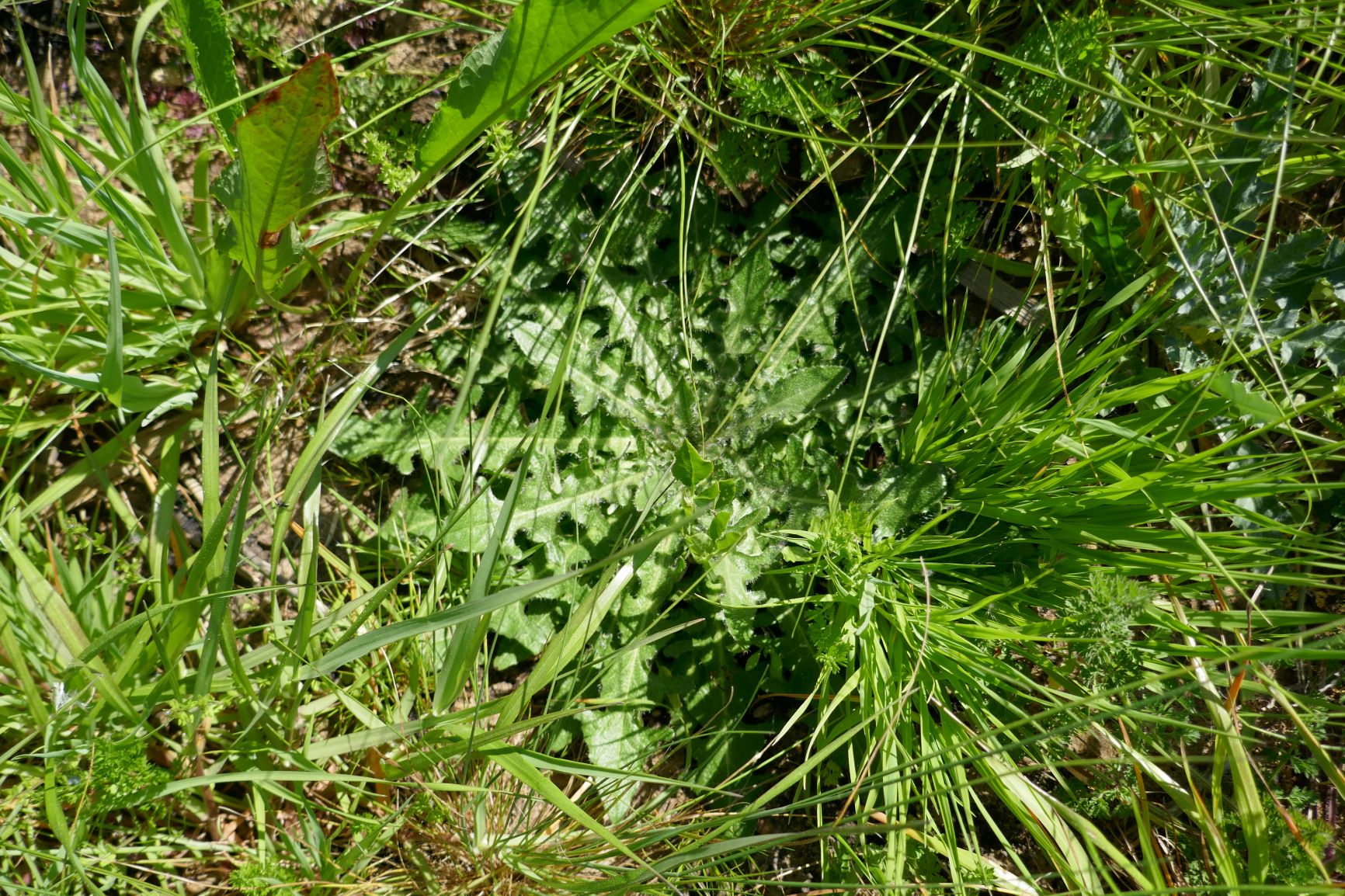 Annexe Nouvelle aquitaine gémozac.JPG