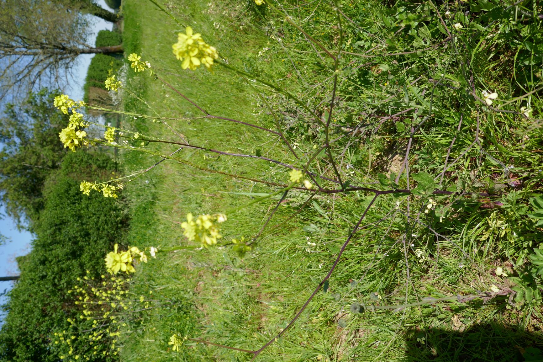 Annexe Nouvelle aquitaine gémozac4.JPG