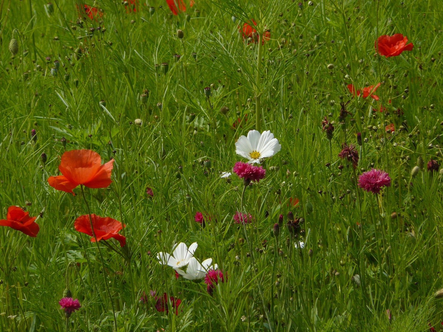 Annexe P1060053 _copie légère.JPG