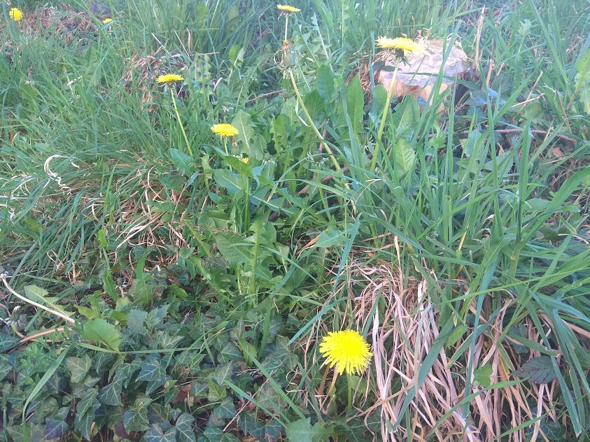 Annexe biodiversité.jpg