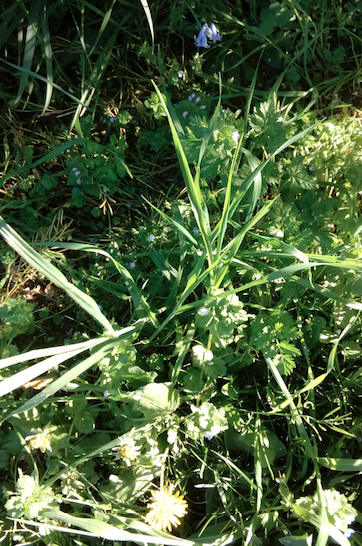 Annexe biodiversité du jardin.png
