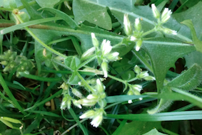 Annexe céraiste commun.png