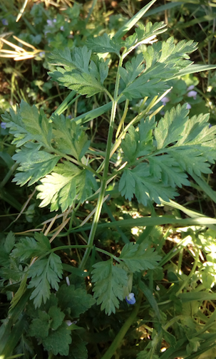 Annexe cerfeuil ou cigüe?.png