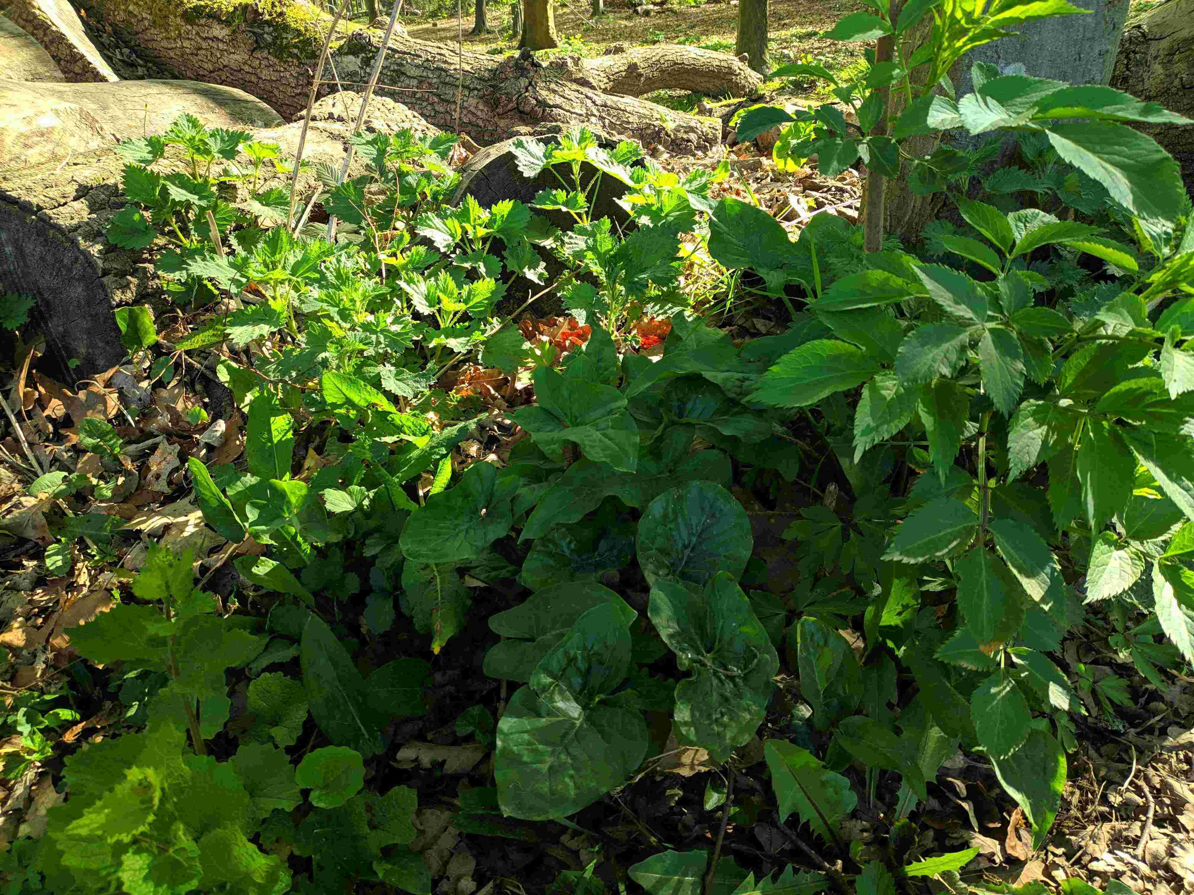 Annexe IMG_20200410_111122[1]-min (5).jpg