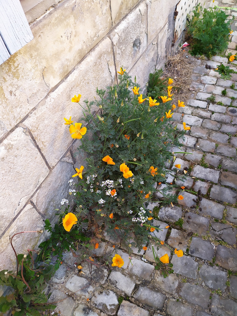 Annexe IMG_20200410_191507.jpg