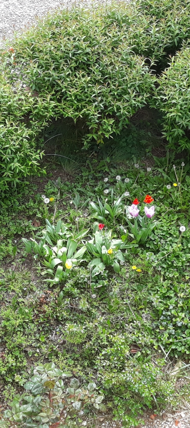 Annexe 20200410_200809.jpg