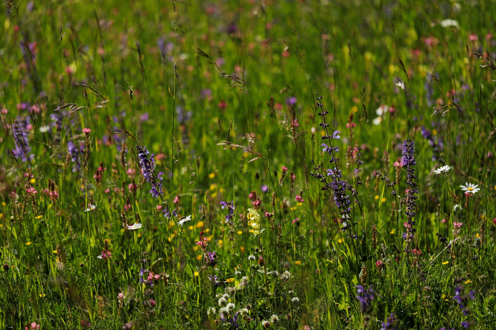 Annexe Activite2 prairie en Chartreuse.JPG