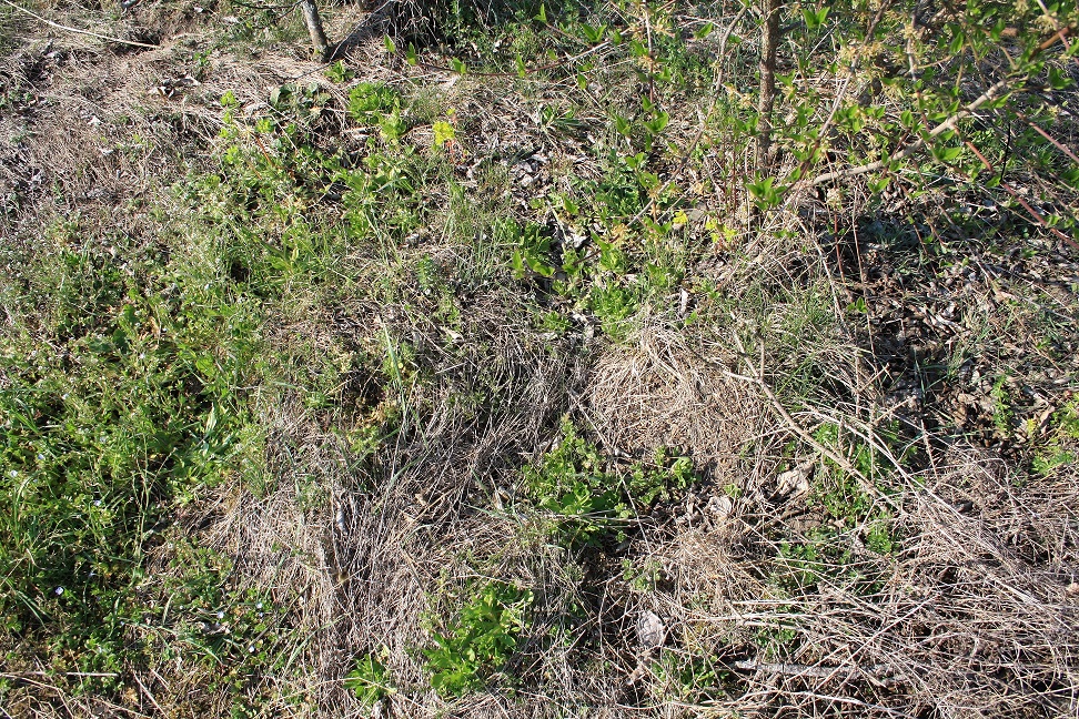 Annexe Biotope1_moyen.jpg