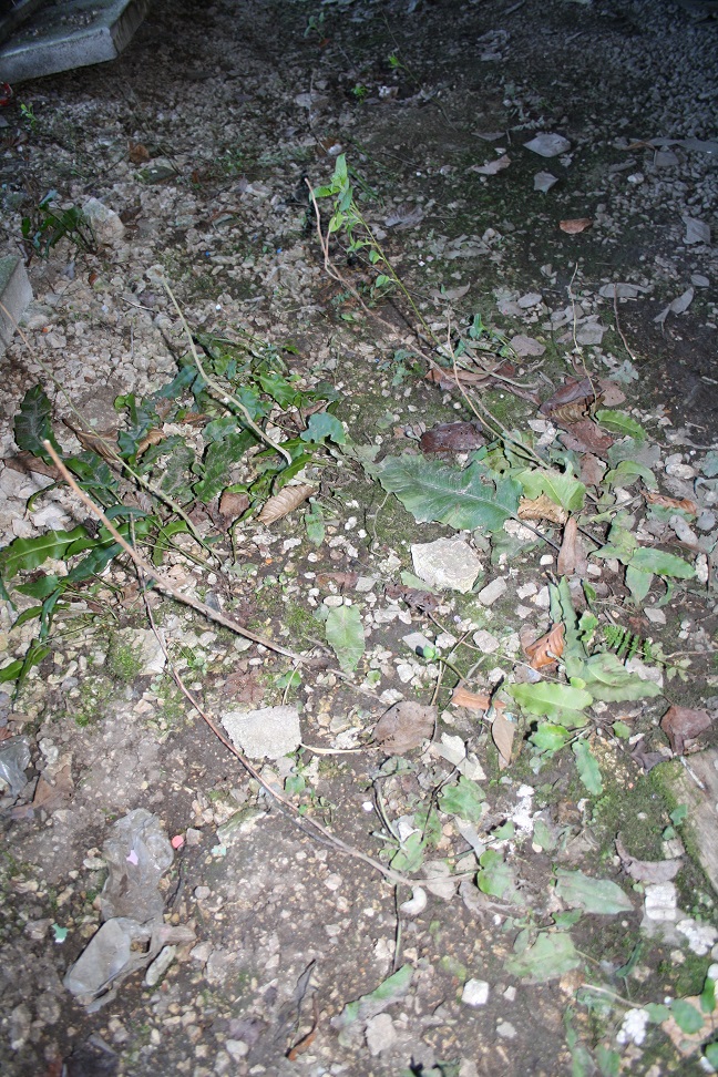 Annexe Biotope2_Moyen.jpg