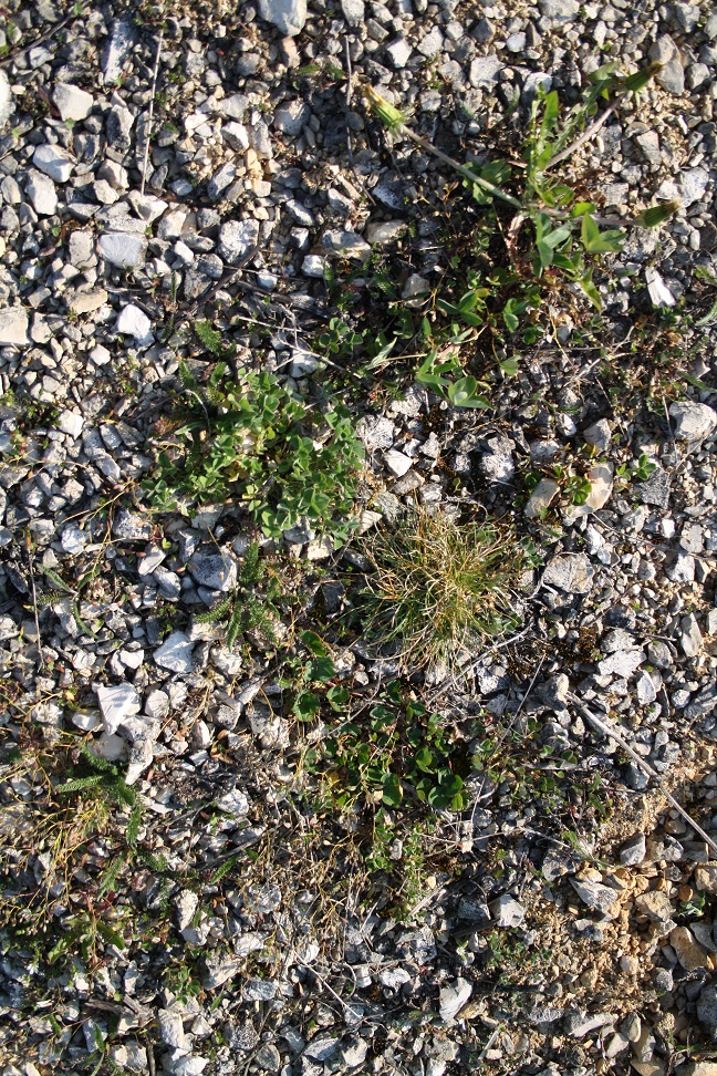 Annexe Biotope3_Moyen.jpg