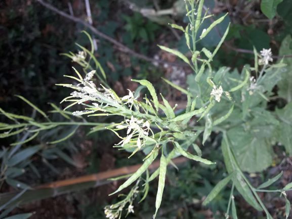 Annexe london rocket