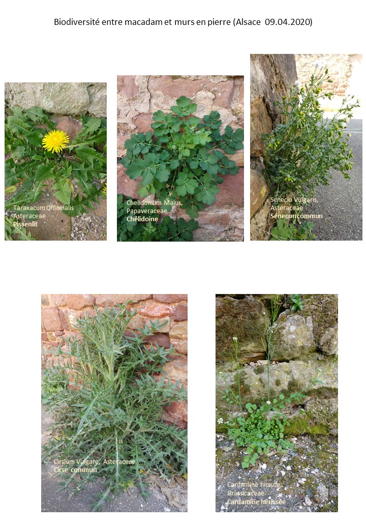 Annexe Observer Alsace.jpg