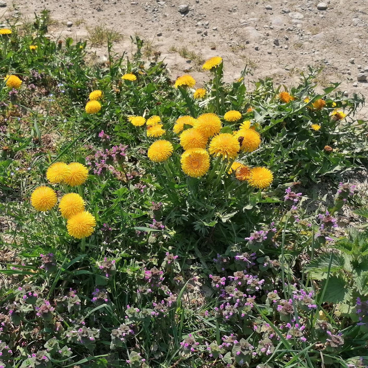 Annexe biodiversite 22.jpg