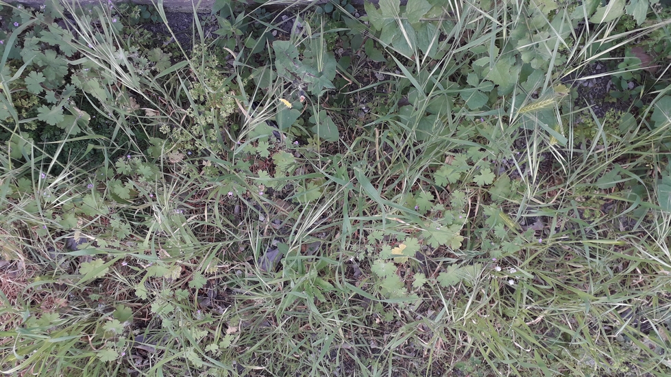 Annexe 20200411_125705_réduit.jpg