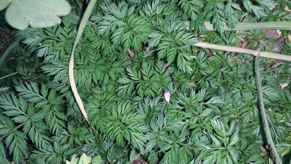 Annexe 20200411_125757.jpg