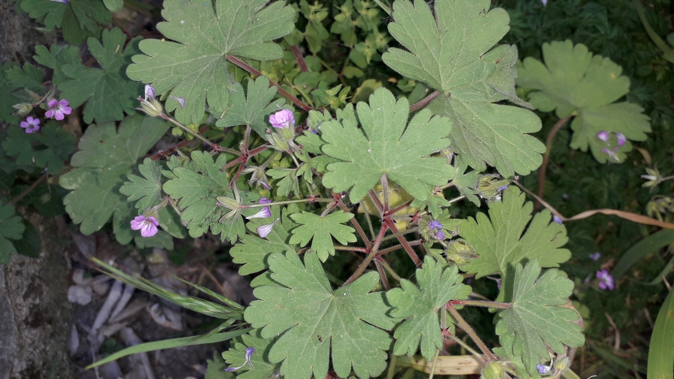 Annexe 20200411_125804.jpg