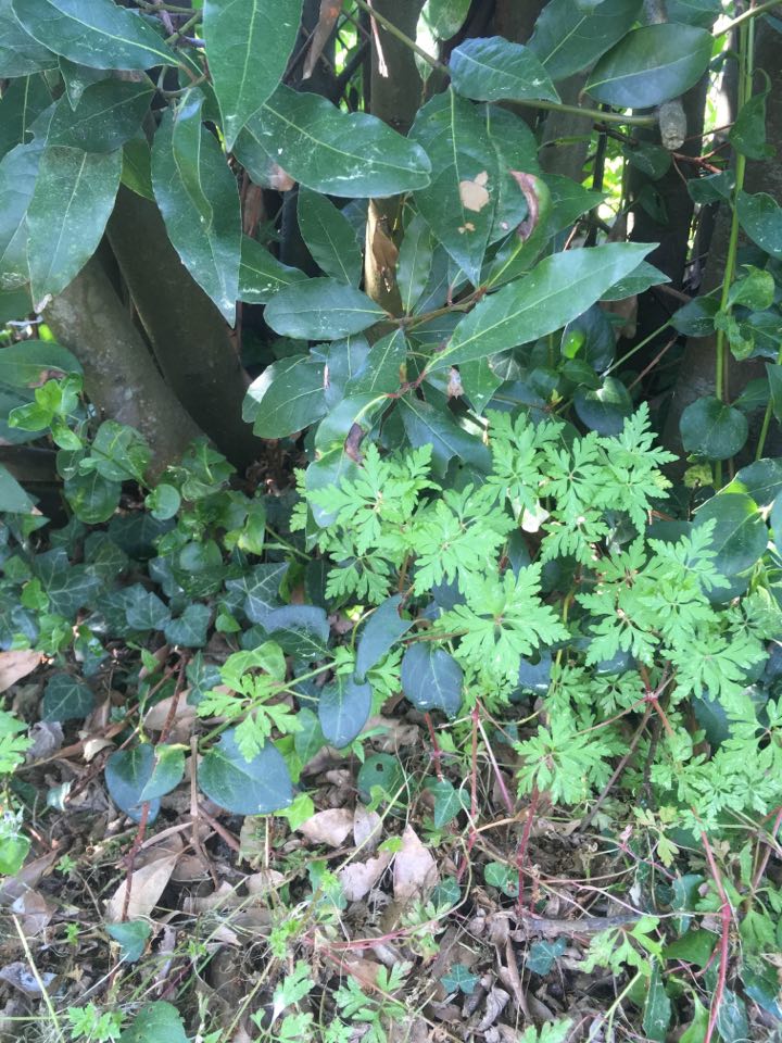 Annexe biodiversite_lacanau.jpg