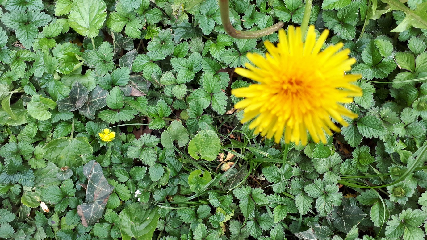 Annexe 20200411_162240.jpg