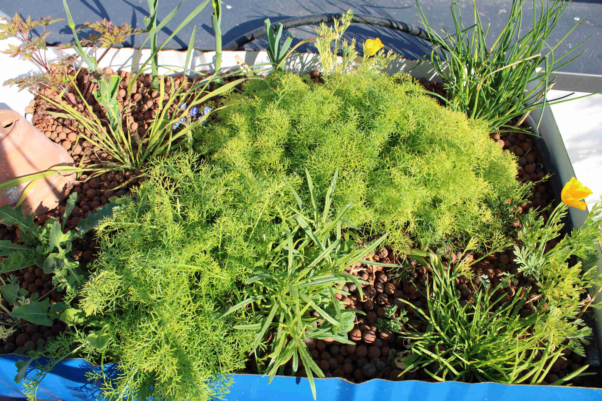 Annexe IMG_0288b.JPG