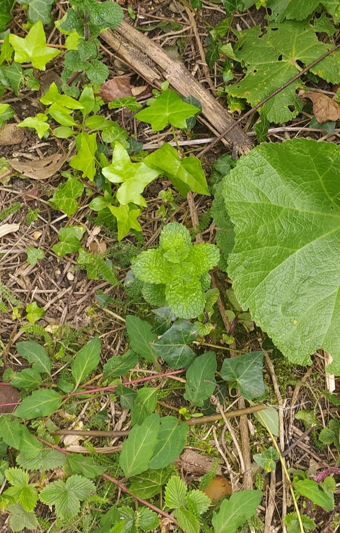 Annexe IMG_20200411_174517.jpg