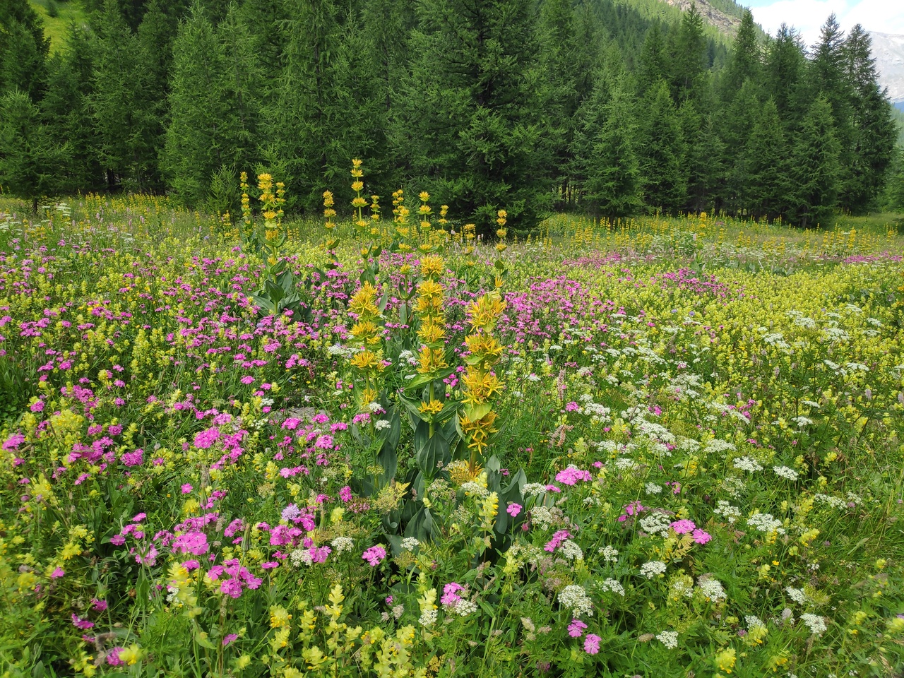 Annexe IMG_20190719_143553_1.jpg