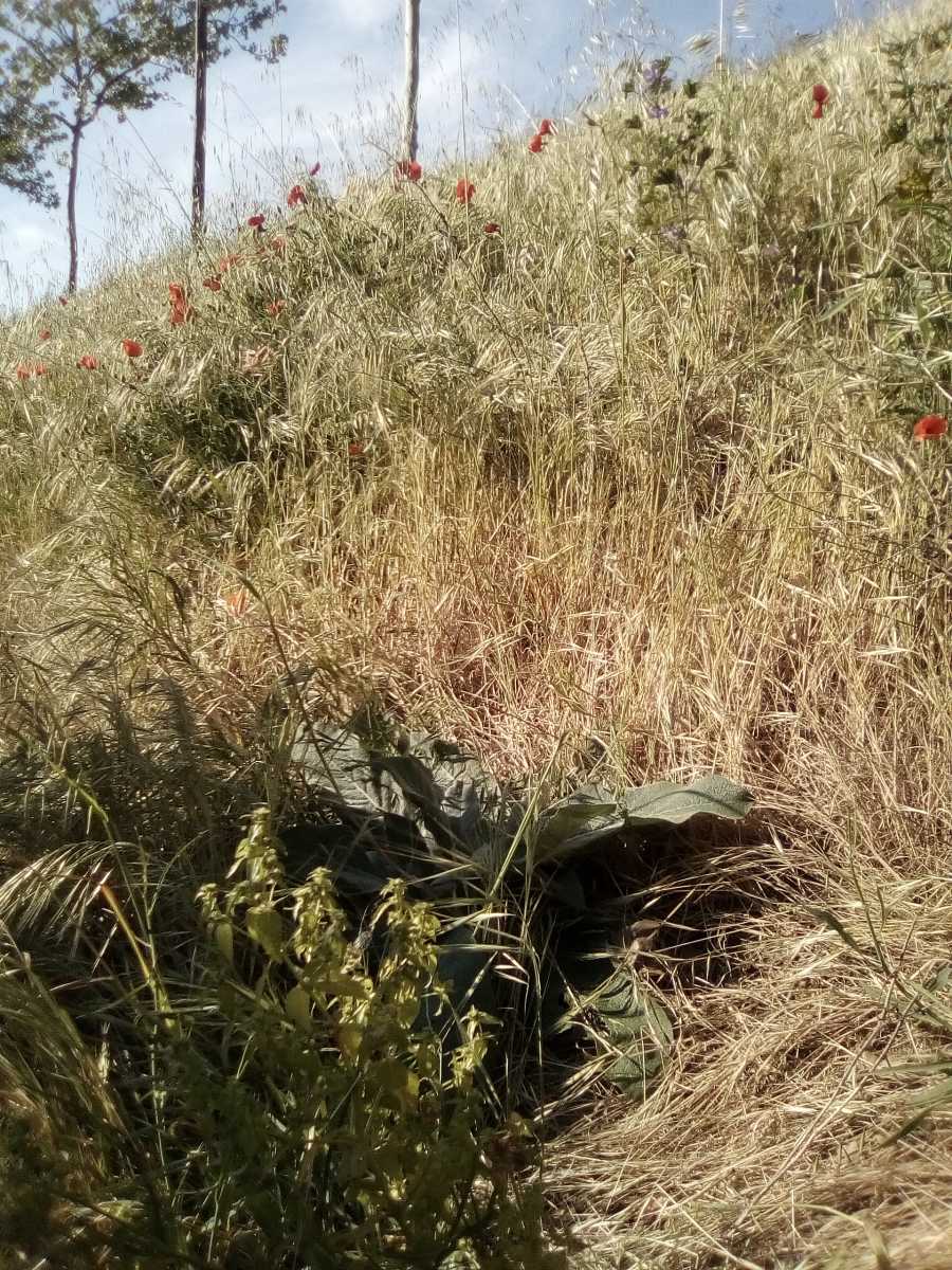 Annexe biodiversités.jpg