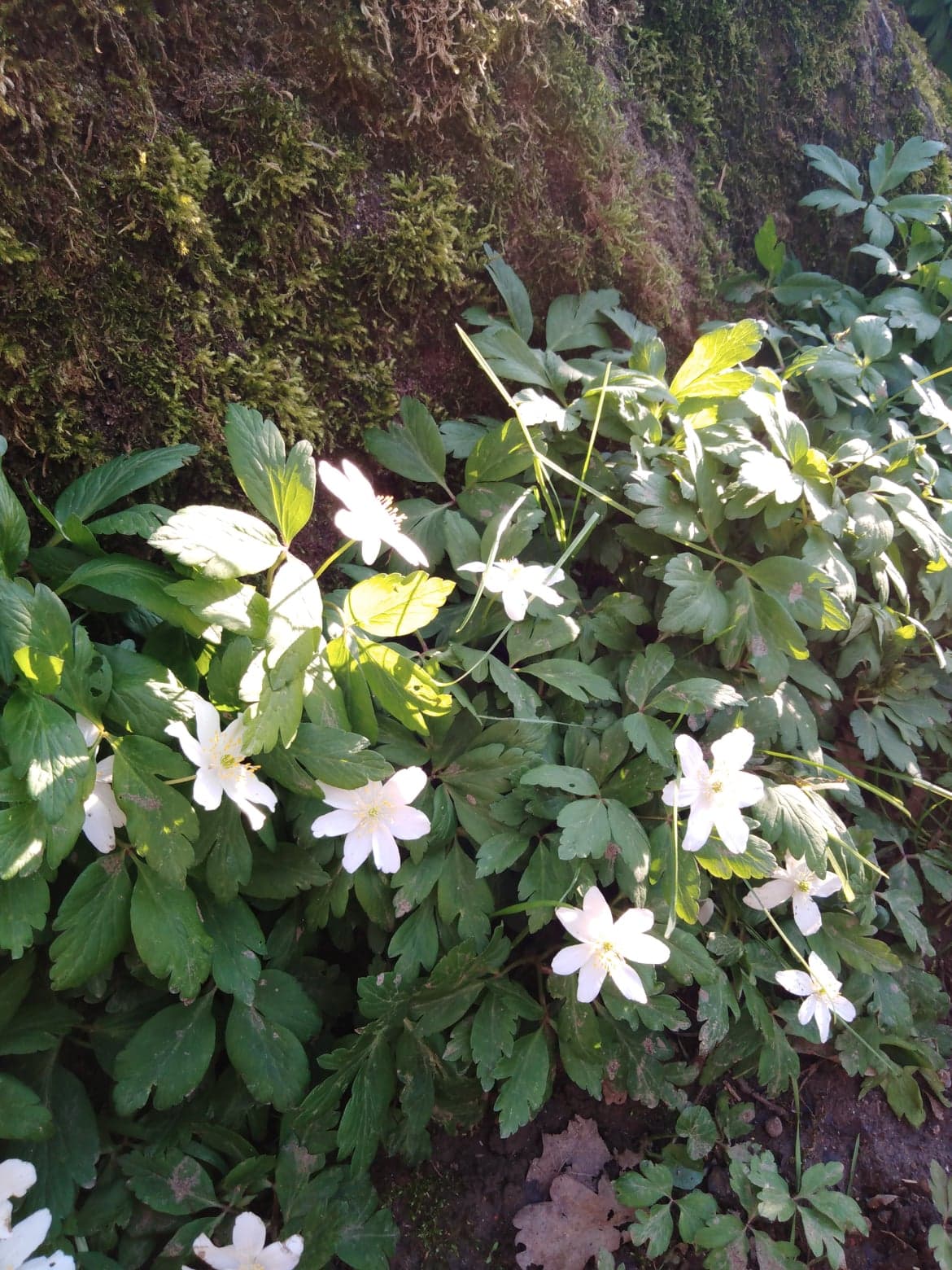 Annexe 92641216_2388439158119981_1045417889072414720_n.jpg