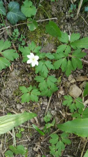 Annexe 1586538934087.jpg