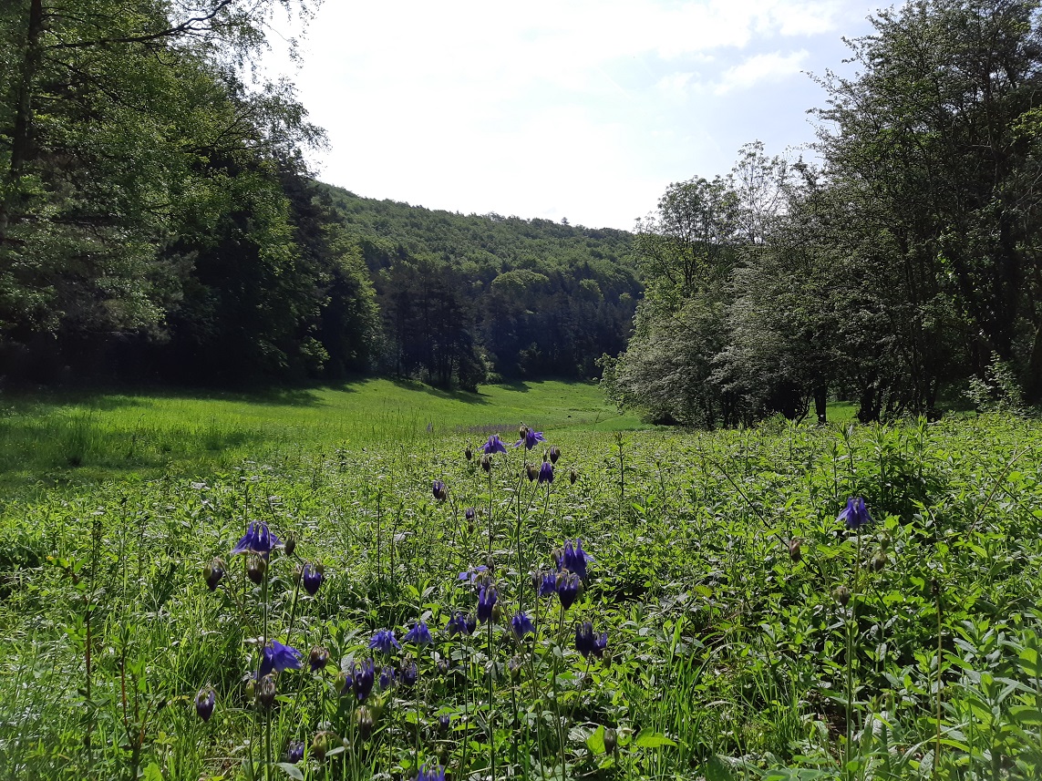 Annexe Biodiversité_Combe de Leuzeu, Valforêt, Bourgogne, France (Nord).jpg