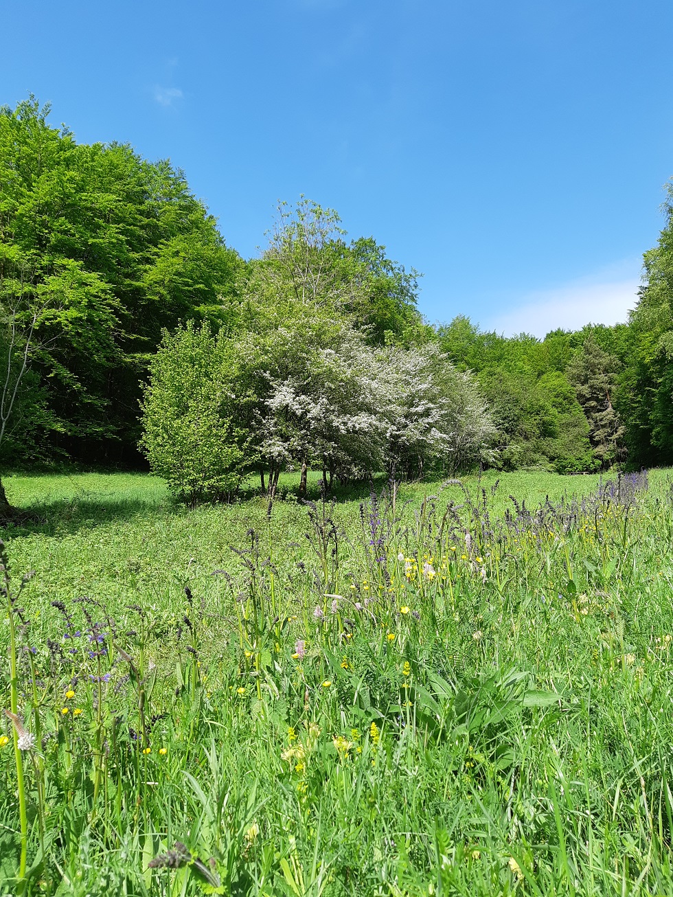 Annexe Biodiversité_Combe de Leuzeu, Valforêt, Bourgogne, France.jpg