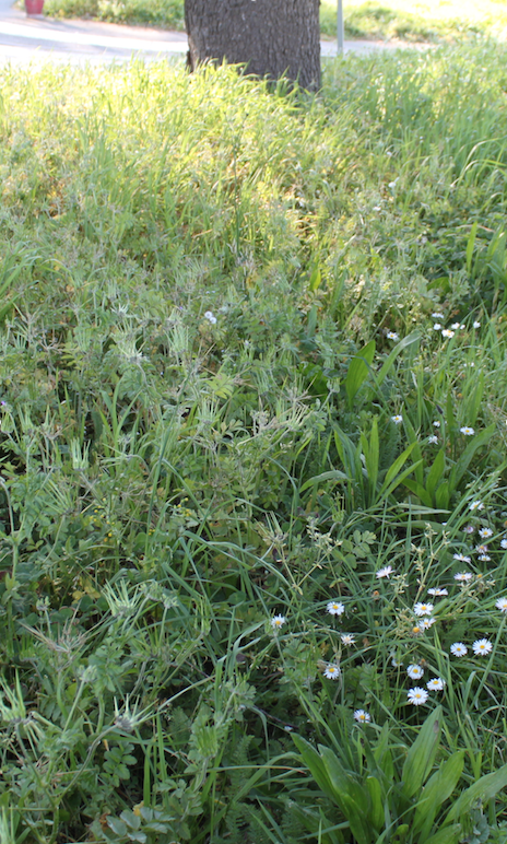 Annexe biodiversité.png