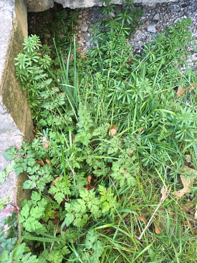 Annexe photo_2020-04-12 11.03.49.jpeg