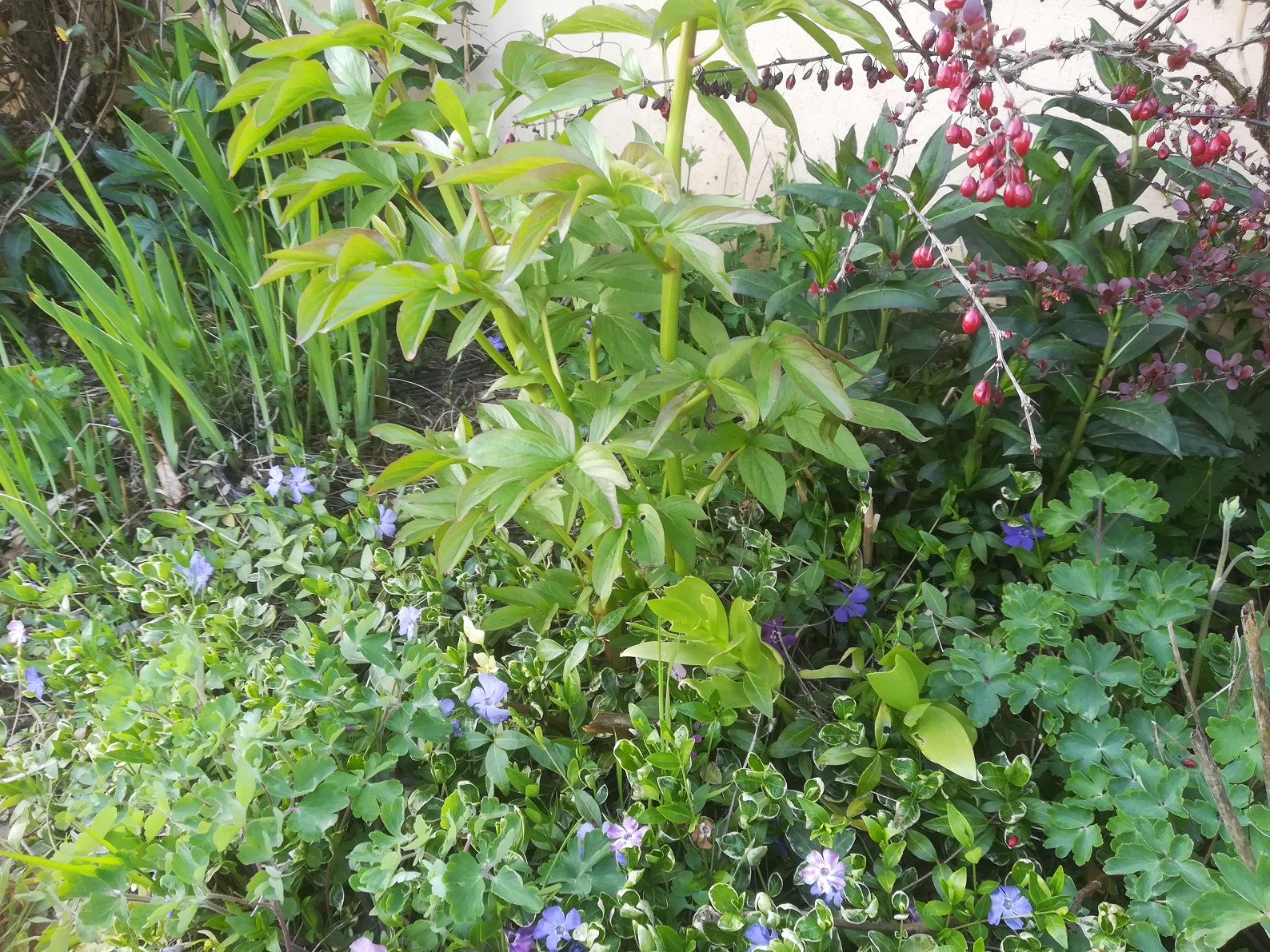 Annexe biodiversité.jpg