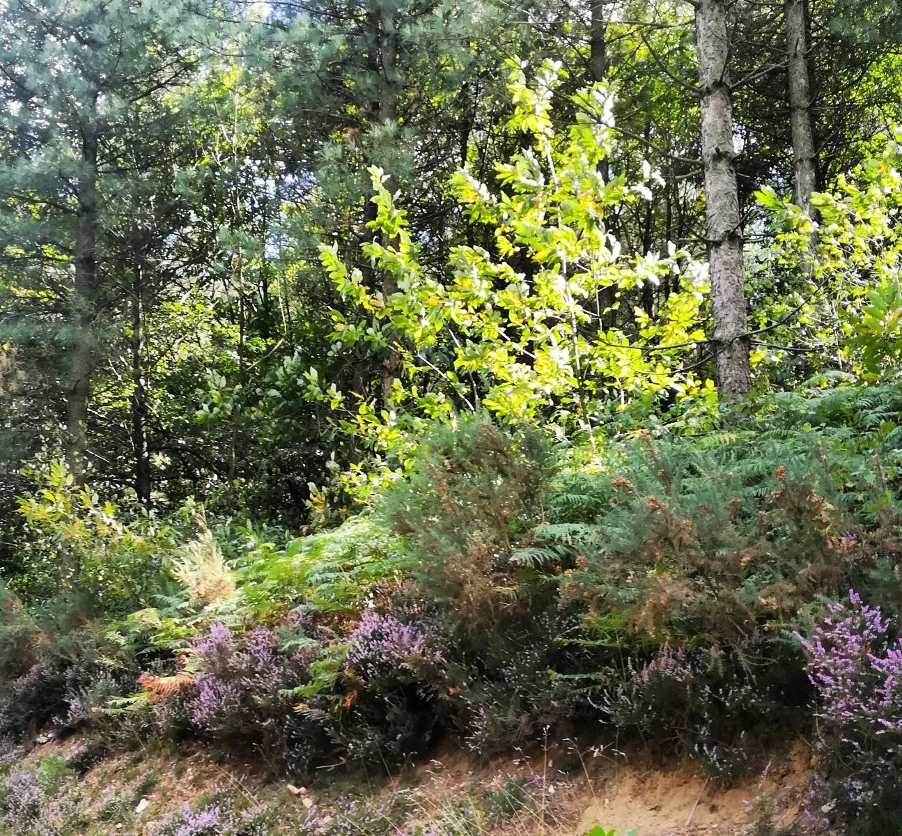 Annexe biodiversite2.jpg