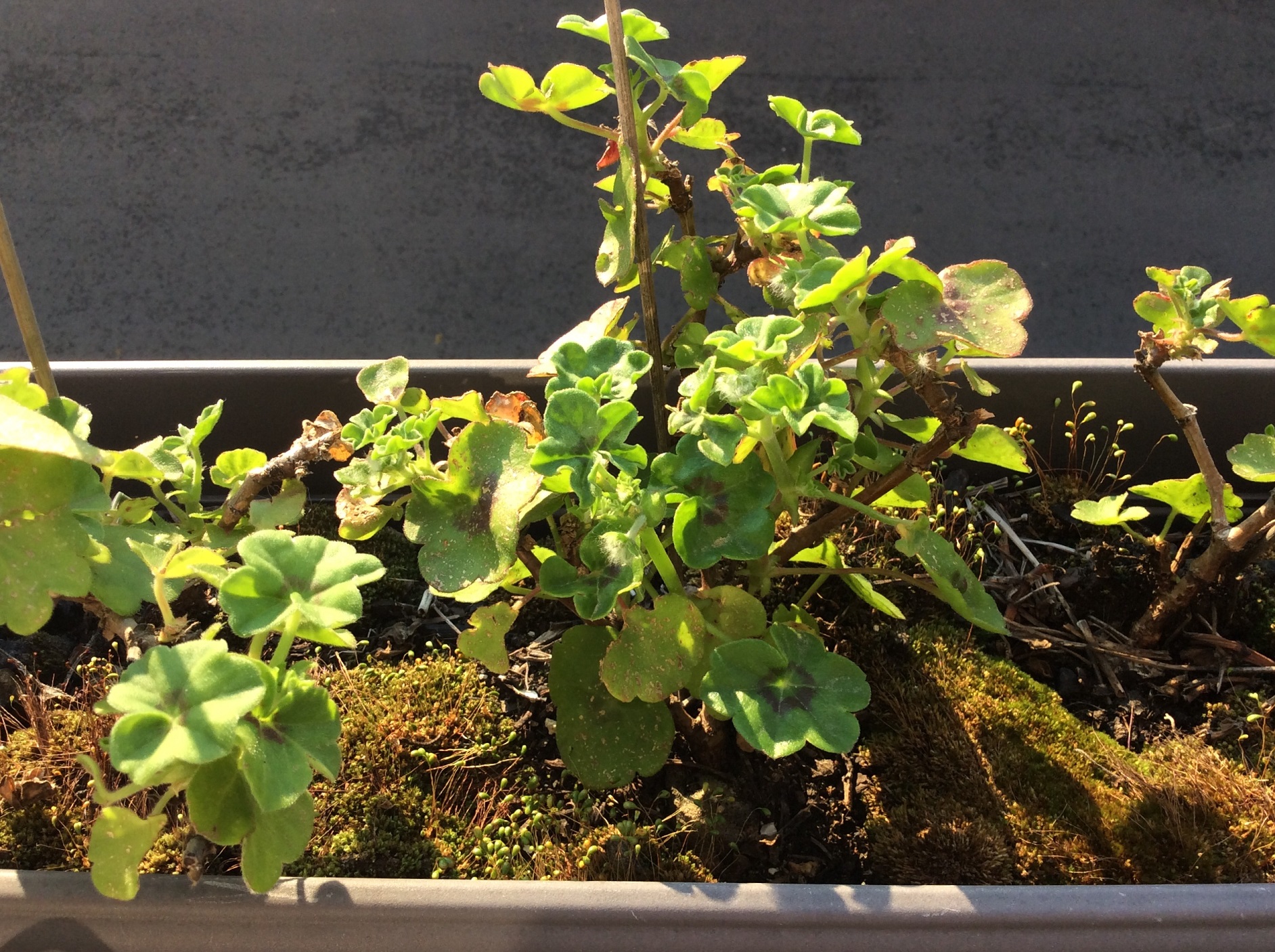 Annexe Biodiversité - jardinière.jpg