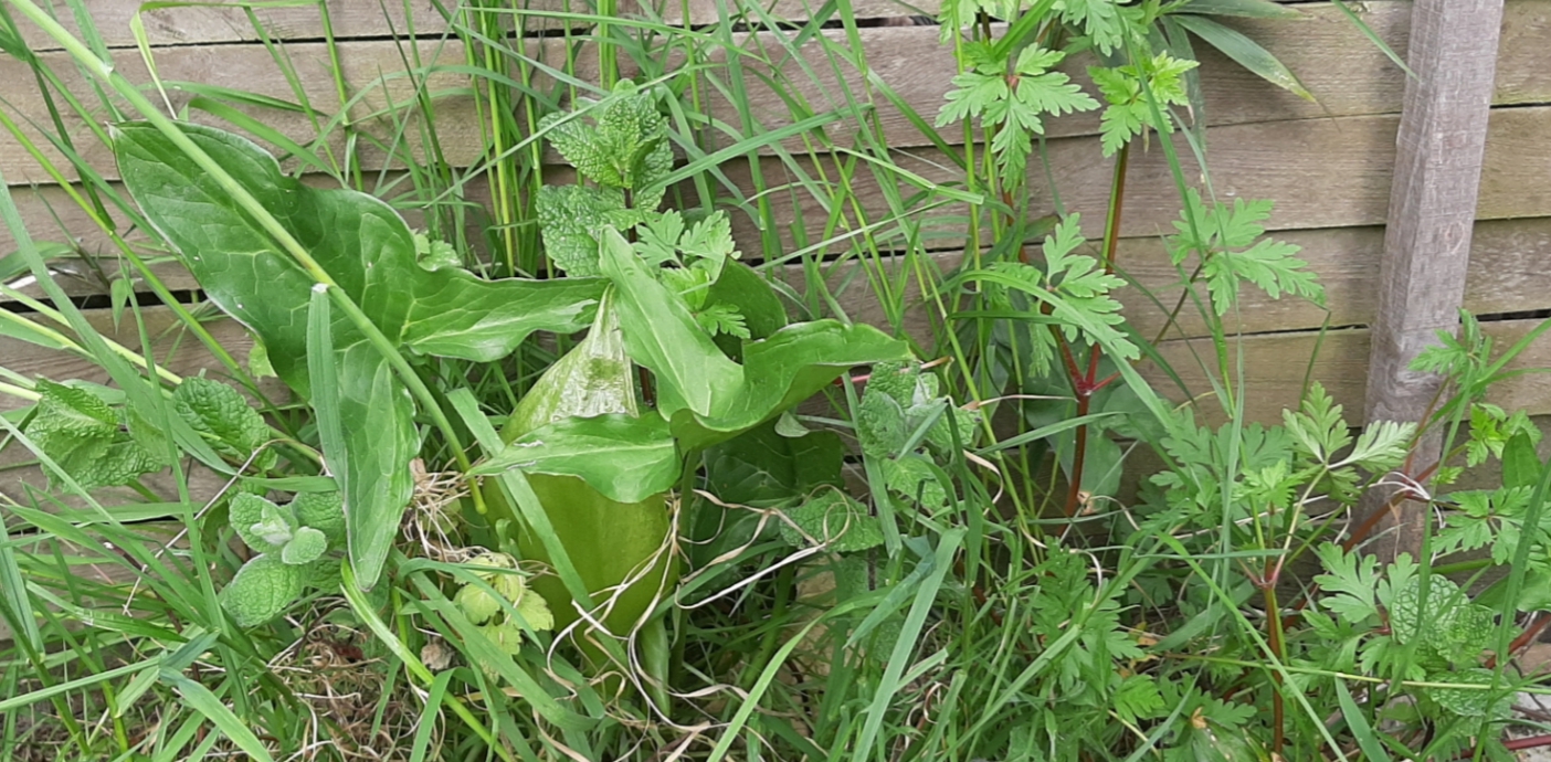 Annexe 20200413_101443.jpg