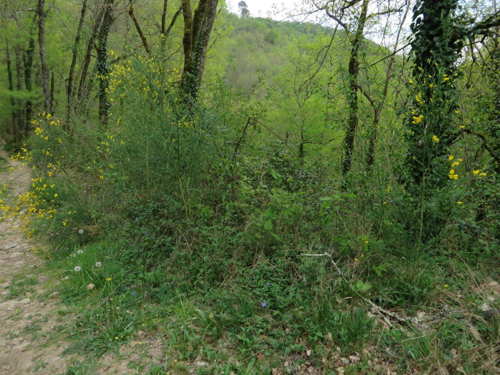 Annexe Forêt Tarnaise.JPG