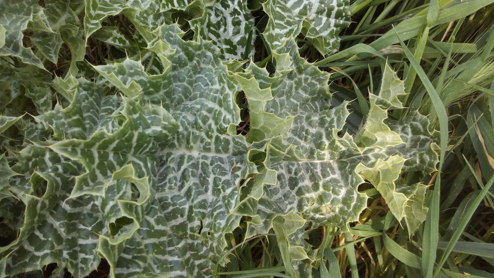 Annexe activité2-1.jpg