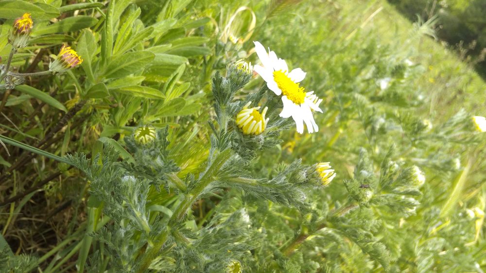 Annexe activité2-2.jpg