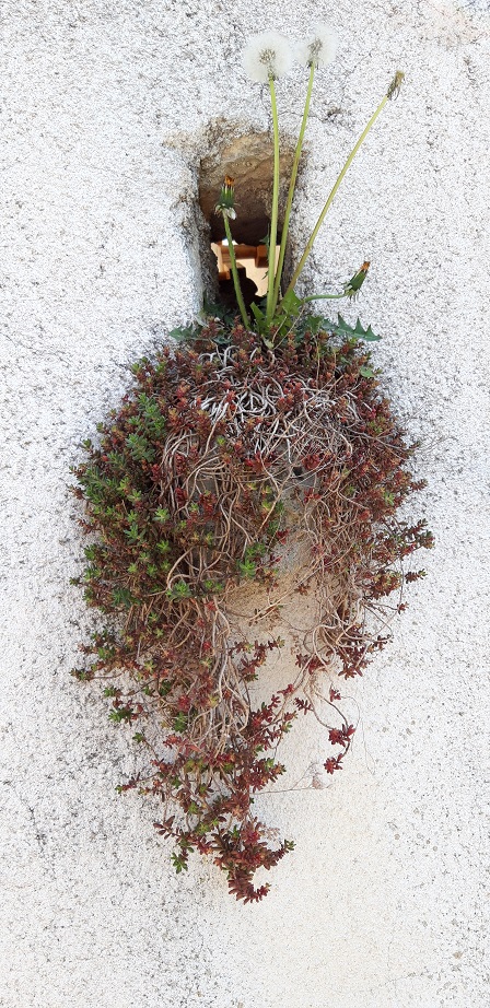 Annexe diversité.jpg