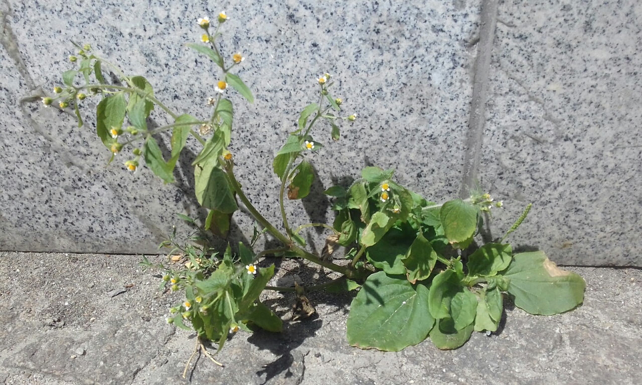 Annexe 20180629_132715_resized.jpg